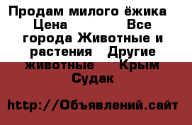 Продам милого ёжика › Цена ­ 10 000 - Все города Животные и растения » Другие животные   . Крым,Судак